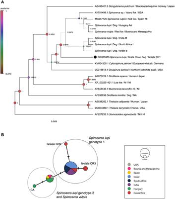 Elucidating Spirocerca lupi spread in the Americas by using phylogenetic and phylogeographic analyses